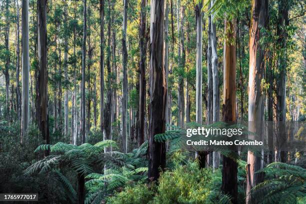 eucalyptus and fern forest, yarra ranges, australia - tree fern stock pictures, royalty-free photos & images