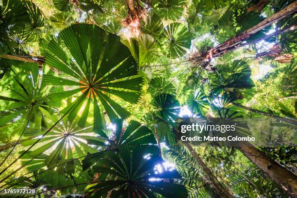 palm trees in the tropical rainforest, daintree, queensland, australia - australia rainforest stock pictures, royalty-free photos & images