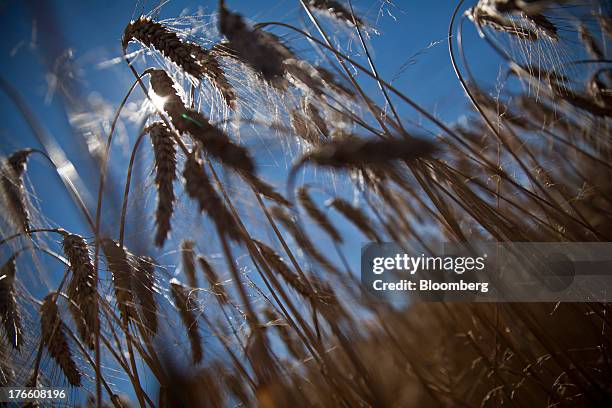 Field of triticale wheat crop stands before harvesting in Ceras, southwest France, on Thursday, Aug. 15, 2013. French farmers harvested...