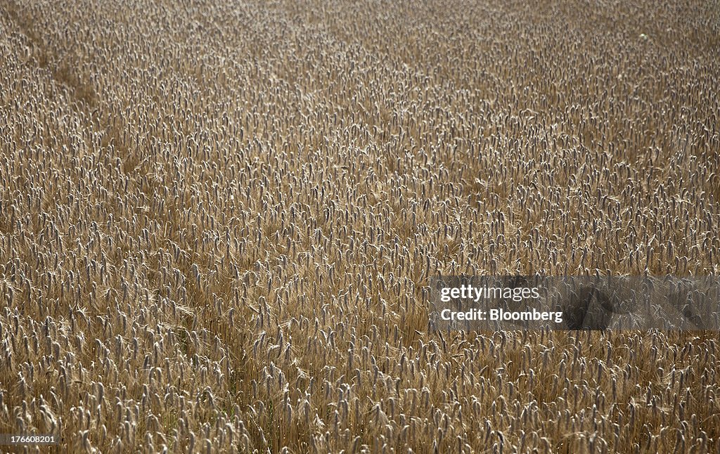 Wheat Is Harvested As Weather Patterns Have Detrimental Effect In Southwestern France