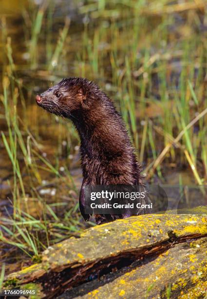 american mink (neovison vison) is a semiaquatic species of mustelid native to north america, though human intervention has expanded its range to many parts of europe and south america. kalispell, montana - mustela vison stock pictures, royalty-free photos & images