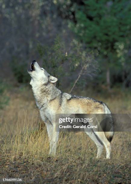 gray wolf howling in kalispell, montana. canis lupus. - wolf stockfoto's en -beelden