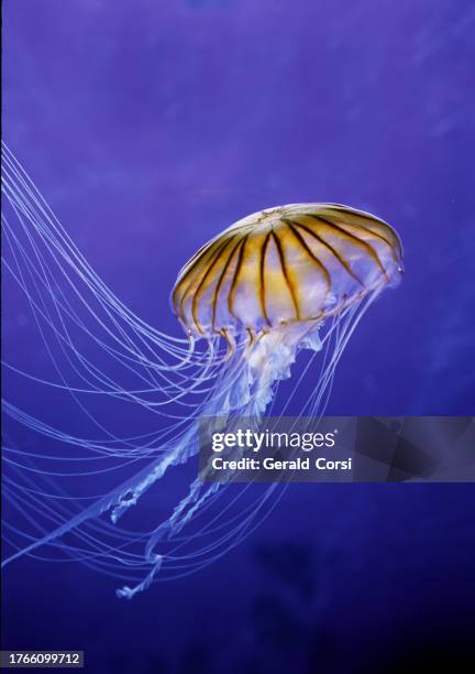 chrysaora melanaster, commonly known as the northern sea nettle or brown jellyfish, is a species of jellyfish native to the northern pacific ocean and adjacent parts of the arctic ocean. - scyphozoa stock pictures, royalty-free photos & images