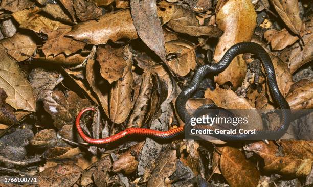 diadophis punctatus, commonly known as the ringneck snake or ring-necked snake, is a species of colubrid snake. it is found throughout much of the united states, central mexico, and south eastern canada. santa rosa, california. - santa rosa california stock pictures, royalty-free photos & images
