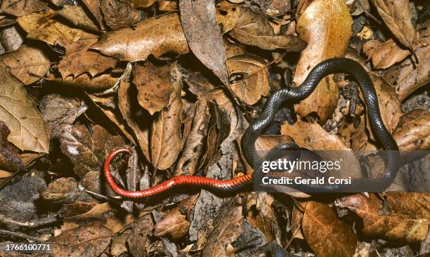 diadophis punctatus, commonly known as the ringneck snake or ring-necked snake, is a species of colubrid snake. it is found throughout much of the united states, central mexico, and south eastern canada. santa rosa, california. - red snake stock pictures, royalty-free photos & images