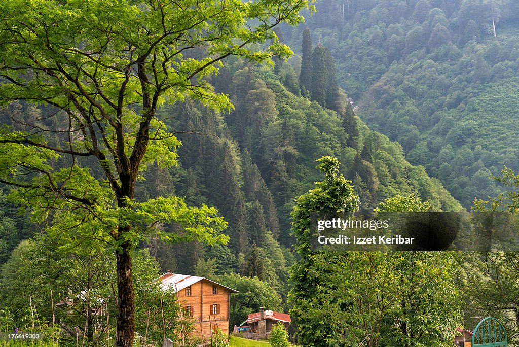 Ayder Rize Turkey The Ayder Plateau In Rize Province Turkey High-Res Stock Photo - Getty ...