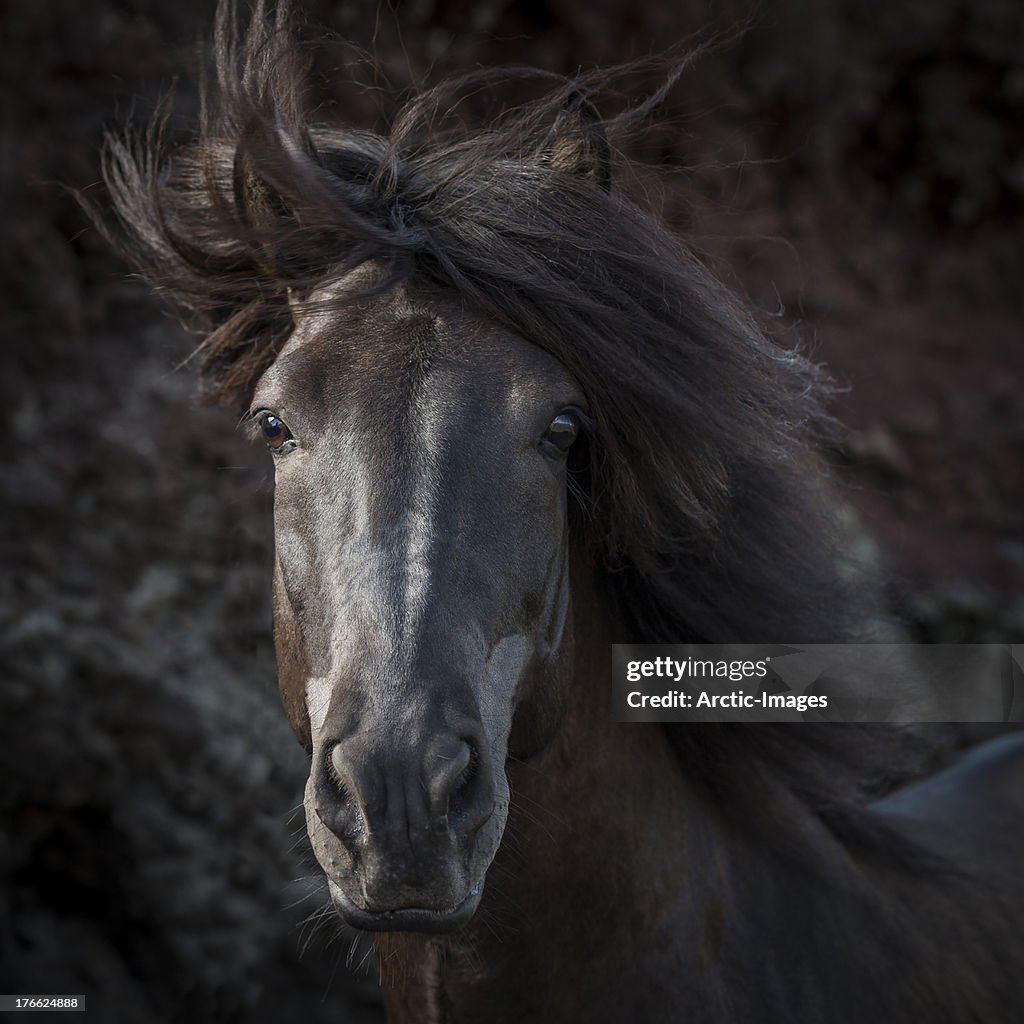 Portrait of Icelandic Stallion, Iceland