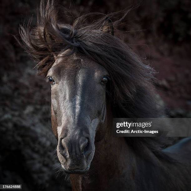 portrait of icelandic stallion, iceland - majestic horse stock pictures, royalty-free photos & images