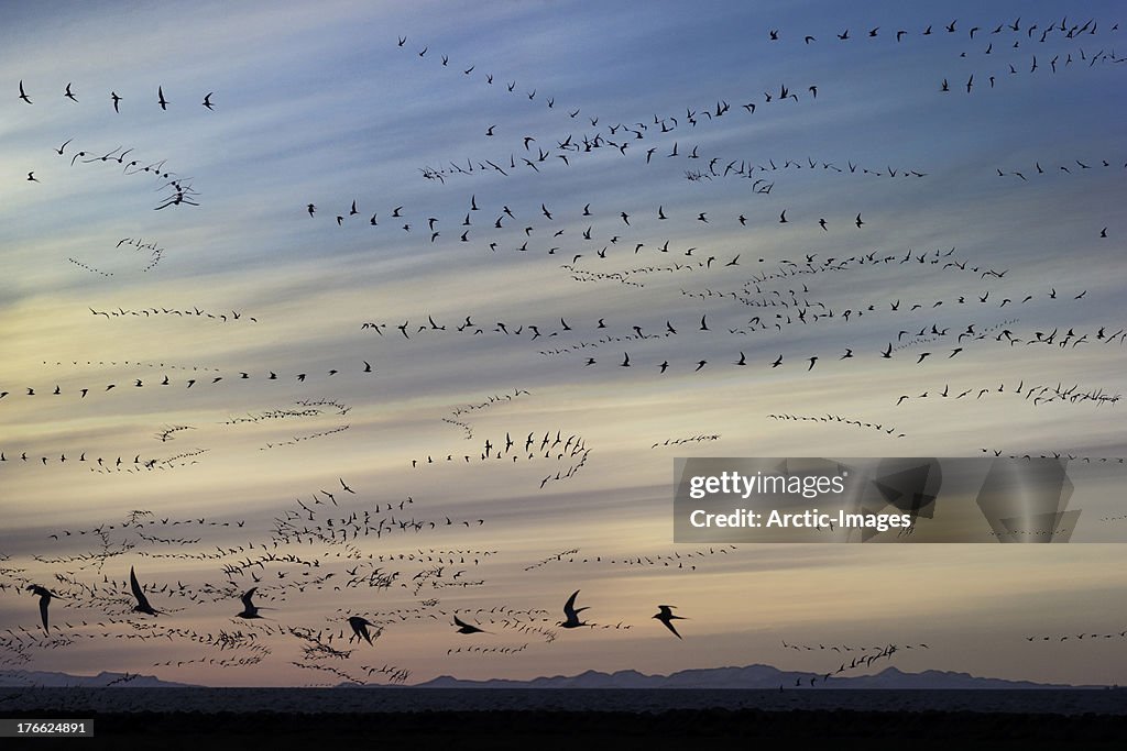 Arctic Terns (Sterna paradisaea), Iceland