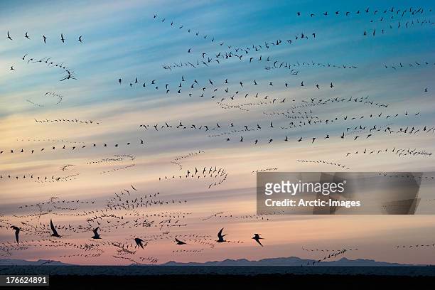 arctic terns (sterna paradisaea), iceland - flock of birds stock-fotos und bilder