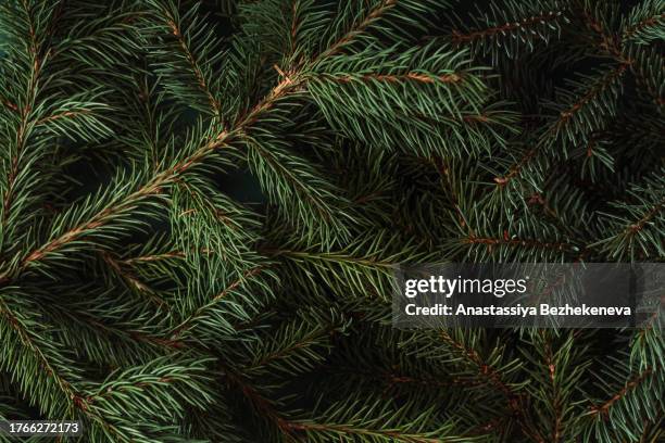 background of green christmas tree branches close-up - evergreen texture stock pictures, royalty-free photos & images