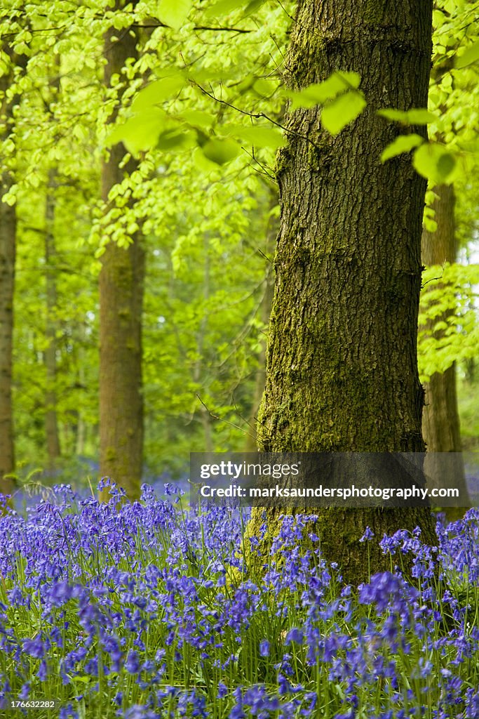Bluebells and tree