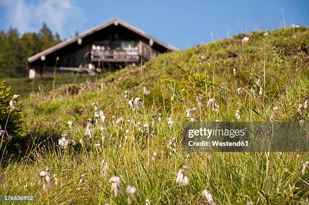 germany, bavaria, view of cotton gras, alpine hut in background - wollgras stock-fotos und bilder