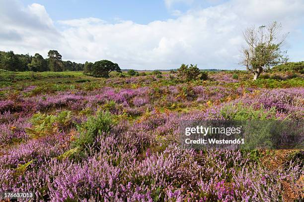 england, hampshire, view of new forest national park - erica cinerea stock pictures, royalty-free photos & images