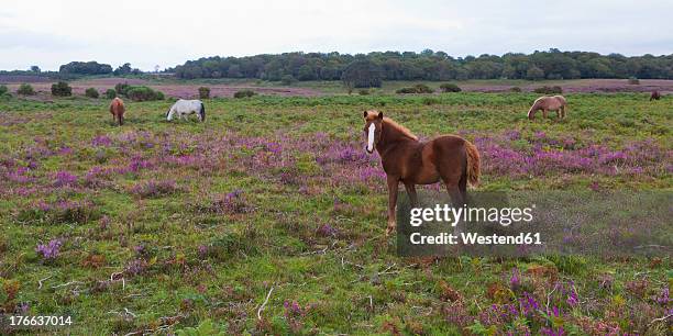 england, hampshire, new forest pony standing in national park - erica cinerea stock pictures, royalty-free photos & images