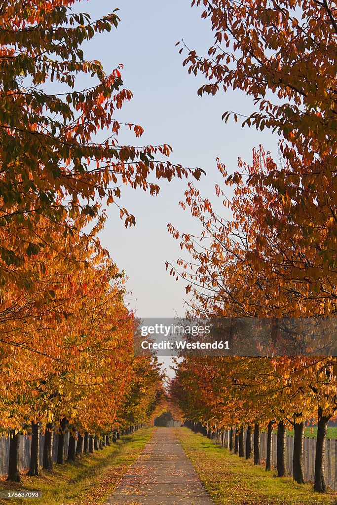 Germany, Baden Wuerttemberg, Stuttgart, Alley with deciduous trees in autumn