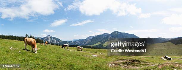 austria, cow grazing on alp pasture at postalm - viehweide stock-fotos und bilder