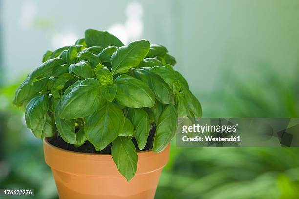basil in plantpot, close up - basil stock pictures, royalty-free photos & images