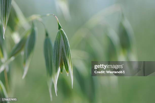 germany, cultivation of cereal plant - エンバク ストックフォトと画像