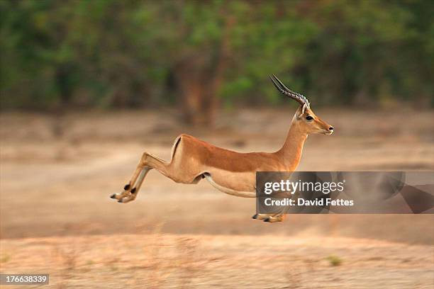 impala running, mana pools national park, zimbabwe, africa - impala foto e immagini stock