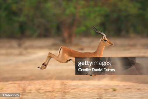 8,366 Impala Animal Photos and Premium High Res Pictures - Getty Images 8,366 Impala Animal Photos and Premium High Res Pictures - Getty Images