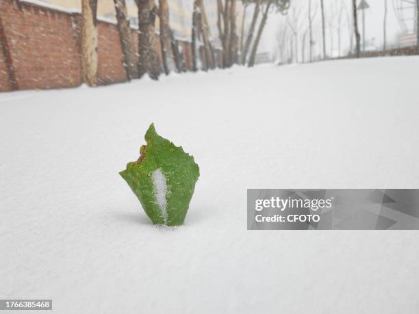 View of the first snowstorm of 2023 in Harbin, Heilongjiang Province, China, November 6, 2023.