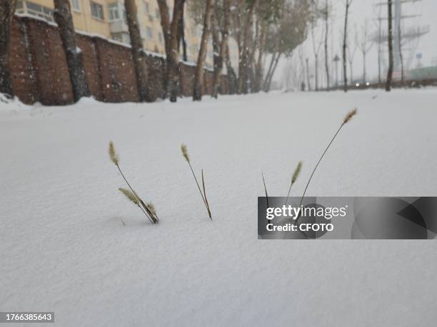 View of the first snowstorm of 2023 in Harbin, Heilongjiang Province, China, November 6, 2023.