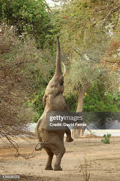 elephant standing on hind legs, mana pools national park, zimbabwe, africa - david swallow stock pictures, royalty-free photos & images