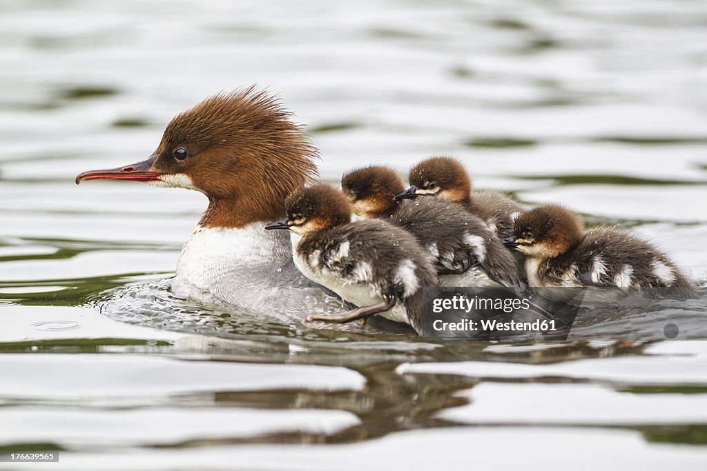 Germany, Bavaria, Goosander with chicks on her back, close up