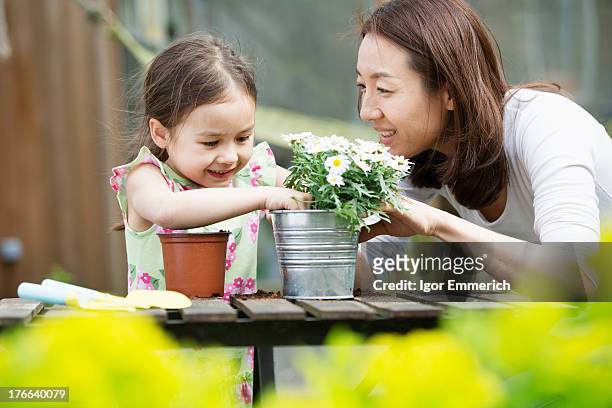 mother and young daughter potting daisy plant in garden - japanese people lesson english stock pictures, royalty-free photos & images