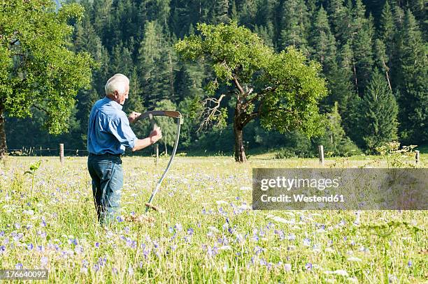 austria, salzburg, senior farmer in summer meadow - scythe stock pictures, royalty-free photos & images