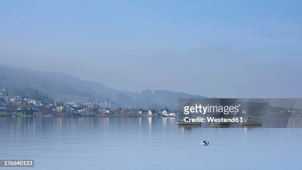 switzerland, lachen, fishing boat and seagull on lake zurich - lake zurich switzerland stock pictures, royalty-free photos & images