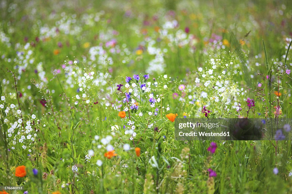 Germany, Baden Wuerttemberg, View of flower meadow