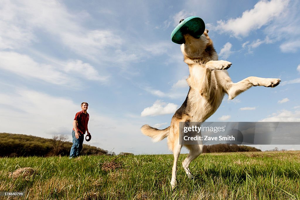 Alsatian dog catching frisbee