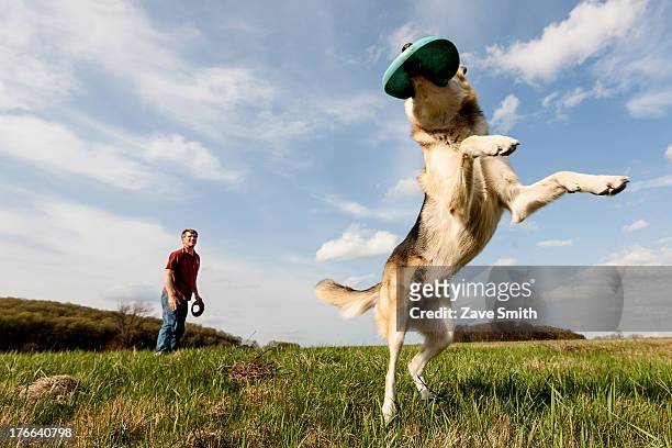 alsatian dog catching frisbee - frisbee stock pictures, royalty-free photos & images
