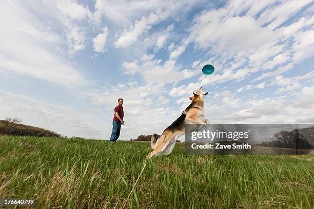 alsatian dog jumping to catch frisbee - dog jumping stockfoto's en -beelden