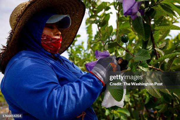 Marta Gaspar, a farm worker, covers guava fruits from pests with plastic bags at a farm on November 2, 2023 in Homestead, Florida.