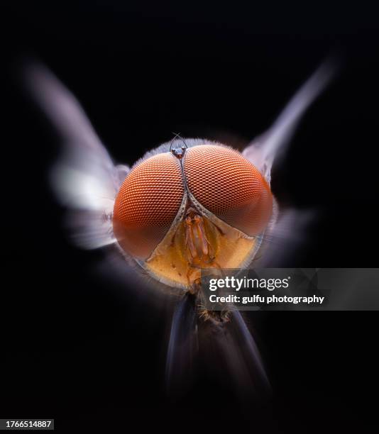 Caesar Bug 10,388 Bug Eye Macro Stock Photos, High-Res Pictures, and Images ...