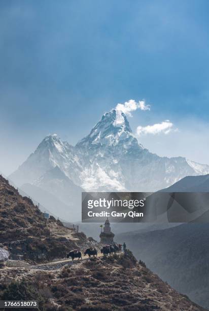 yaks and stupas with ama dablam on the everest base camp trail - mt everest base camp stock-fotos und bilder