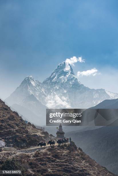 yaks and stupas with ama dablam on the everest base camp trail - khumbu stockfoto's en -beelden