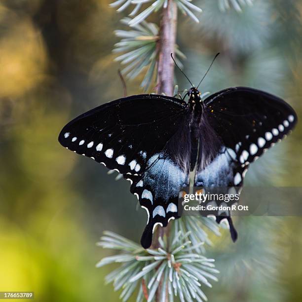 spicebush swallowtail - spice swallowtail butterfly stock pictures, royalty-free photos & images