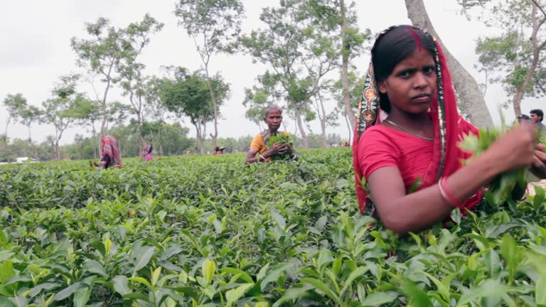 Bd Tea 203 Tea Workers Of Bangladesh Stock Videos, Footage, & 4K Video Clips ...