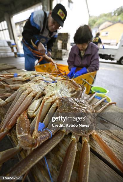 Photo taken on Nov. 6 shows snow crabs unloaded at Tsuiyama port in Toyooka, Hyogo Prefecture, western Japan, as snow crab fishing season began west...
