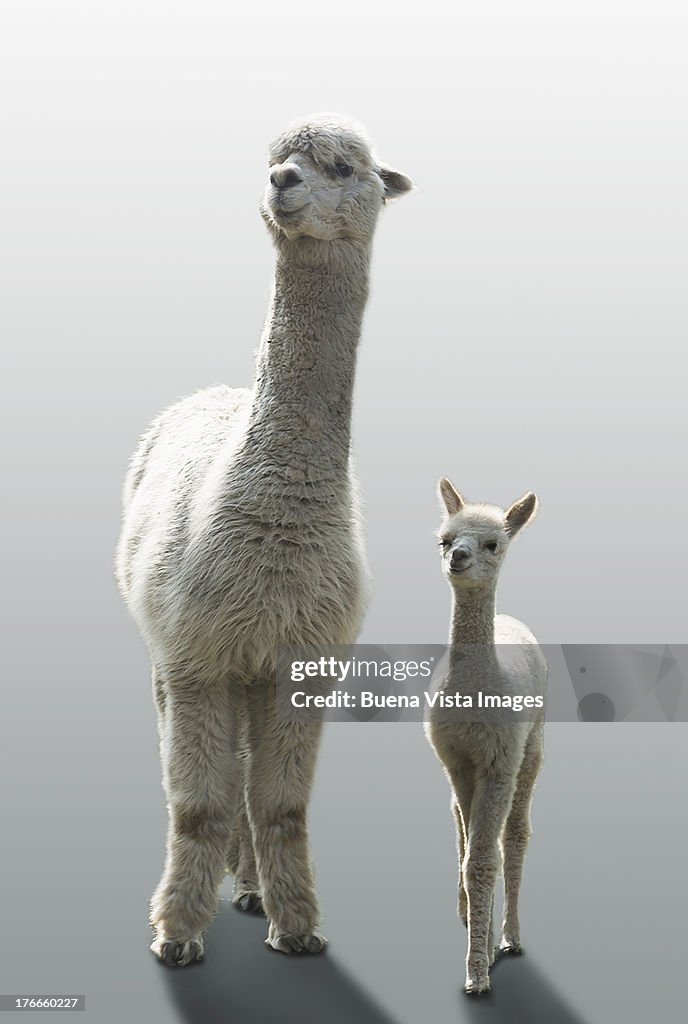 Female Alpaca with her one month old cub