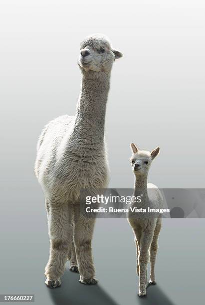 female alpaca with her one month old cub - llama stock pictures, royalty-free photos & images