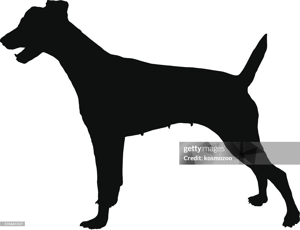 Fox terrier
