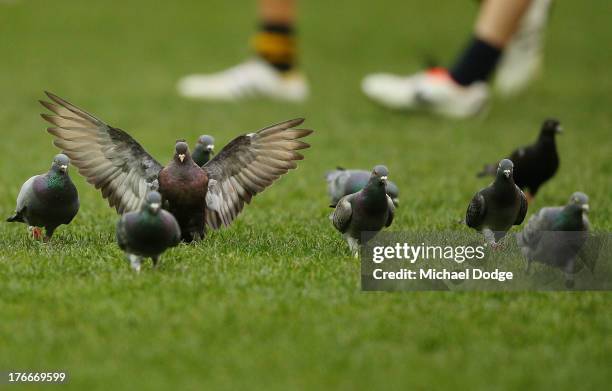 Pigeons feed on the ground during the round 21 AFL match between the Richmond Tigers and the Carlton Blues at Melbourne Cricket Ground on August 17,...