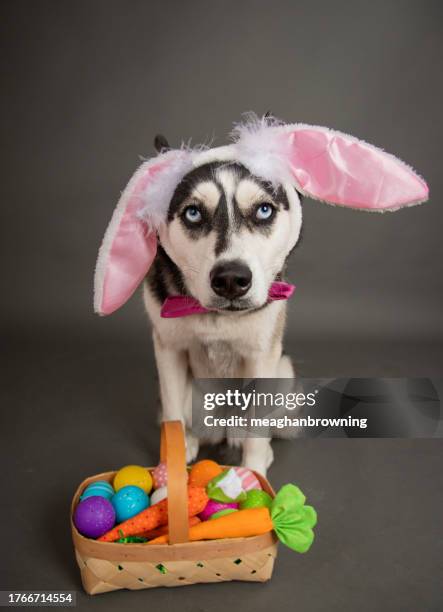 Siberian Husky Wearing Easter Bunny Ears Dog T-Shirt Siberian Husky Wearing Easter Bunny Ears Dog T-Shirt
