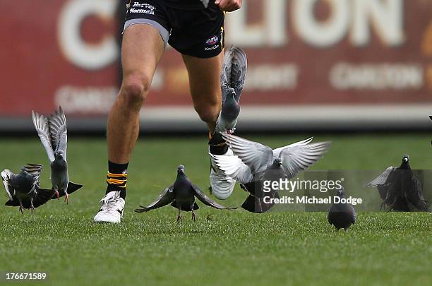 Alex Rance of the Tigers runs toward pigeons that fly out of his way during the round 21 AFL match between the Richmond Tigers and the Carlton Blues...