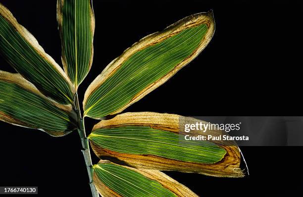 sasa veitchii (kuma bamboo grass) - leaf - veitchii stock pictures, royalty-free photos & images
